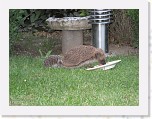 Egels in de tuin 011 * 3648 x 2736 * (5.97MB)